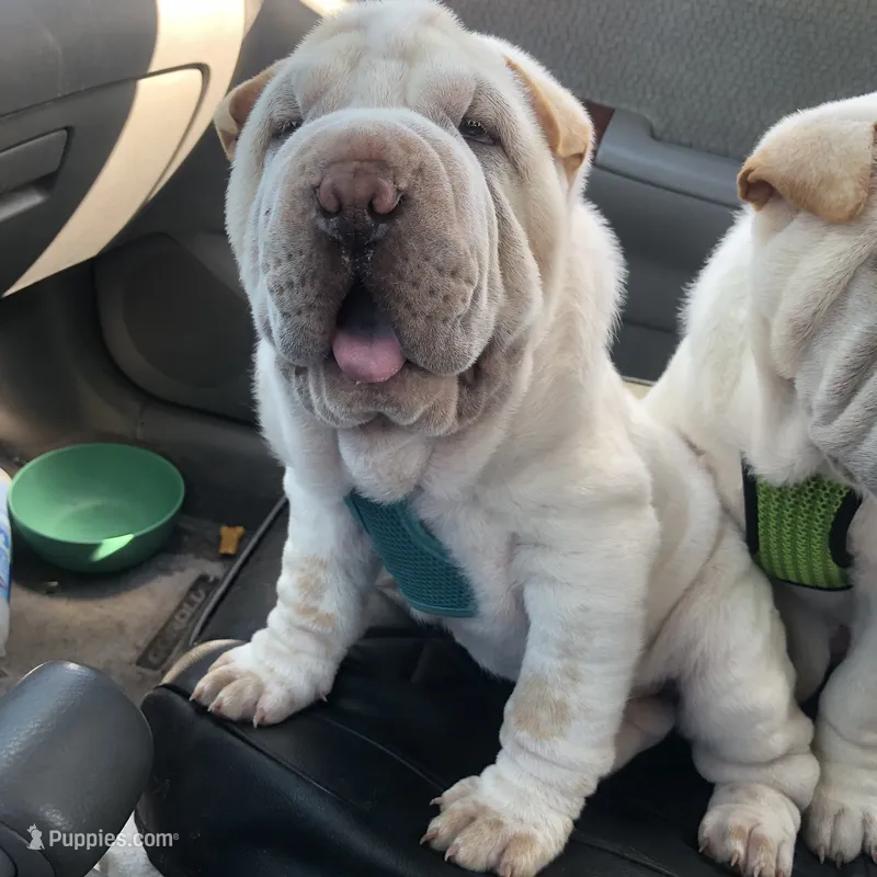 Tad-pole – Chinese Shar-Pei puppy for sale in Mounds View, MN