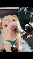 Q-pea doll, a female Chinese Shar-Pei for sale in Mounds View, MN – 4 of 10