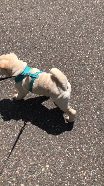 Moses, a male Chinese Shar-Pei for sale in Mounds View, MN – 10 of 10