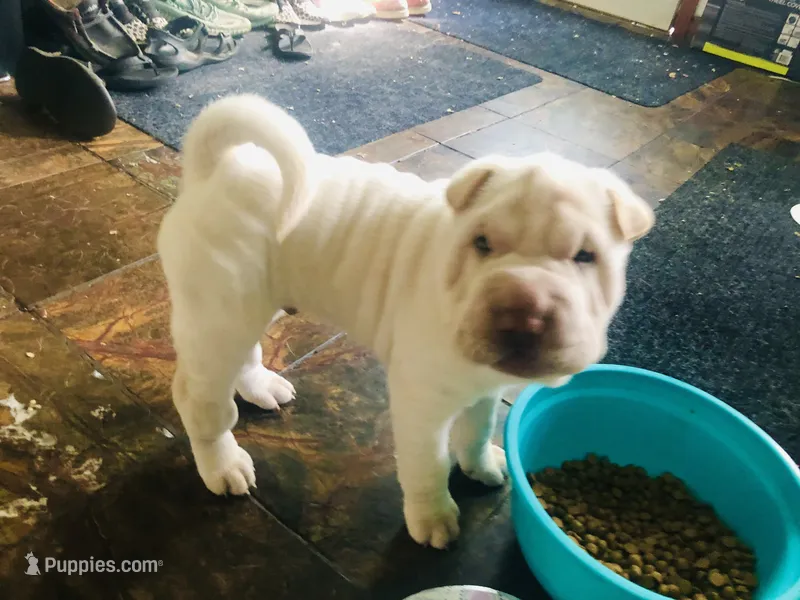 Moses – Chinese Shar-Pei puppy for sale in Mounds View, MN