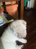  Sun Shine, a female Chinese Shar-Pei for sale in Mounds View, MN – 8 of 9