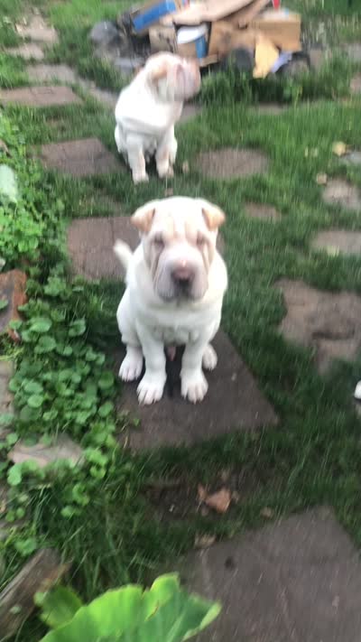    Hunk/polar bear , a male Chinese Shar-Pei for sale in Mounds View, MN – 2 of 10