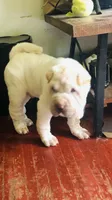 Tad-pole, a male Chinese Shar-Pei for sale in Mounds View, MN – 1 of 10