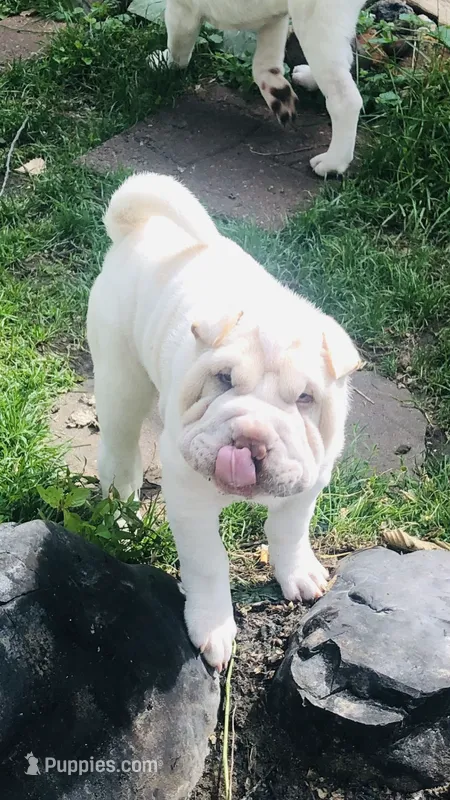 Cowboy  – Chinese Shar-Pei puppy for sale in Mounds View, MN