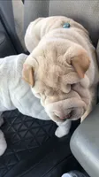 Q-pea , a female Chinese Shar-Pei for sale in Mounds View, MN – 8 of 10
