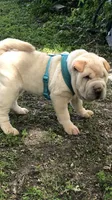 Q-pea doll, a female Chinese Shar-Pei for sale in Mounds View, MN – 9 of 10