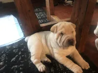  Sun Shine, a female Chinese Shar-Pei for sale in Mounds View, MN – 7 of 9