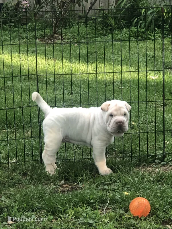Moses – Chinese Shar-Pei puppy for sale in Mounds View, MN
