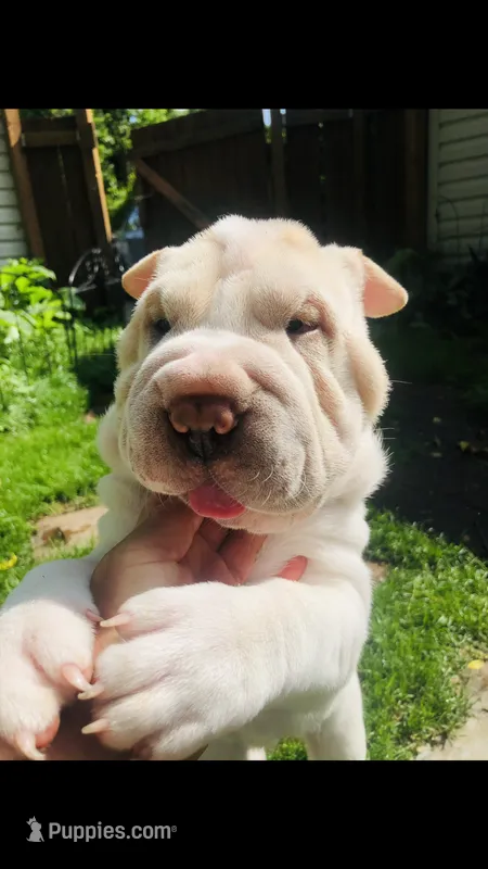 Cowboy  – Chinese Shar-Pei puppy for sale in Mounds View, MN