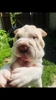 Cowboy , a male Chinese Shar-Pei for sale in Mounds View, MN – 1 of 10