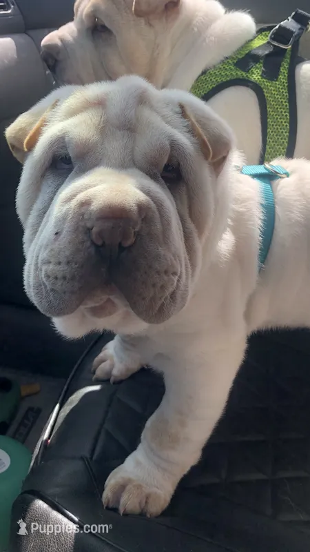 Tad-pole – Chinese Shar-Pei puppy for sale in Mounds View, MN