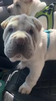 Tad-pole, a male Chinese Shar-Pei for sale in Mounds View, MN – 2 of 10