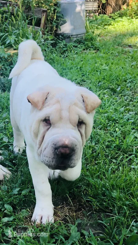    Hunk/polar bear  – Chinese Shar-Pei puppy for sale in Mounds View, MN