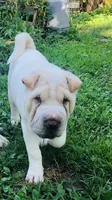    Hunk/polar bear , a male Chinese Shar-Pei for sale in Mounds View, MN – 1 of 10