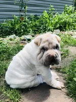 Tad-pole, a male Chinese Shar-Pei for sale in Mounds View, MN – 7 of 10