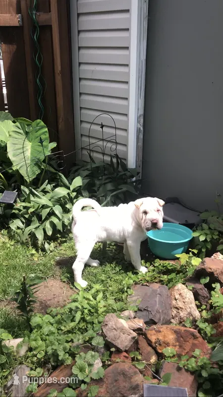    Hunk – Chinese Shar-Pei puppy for sale in Mounds View, MN
