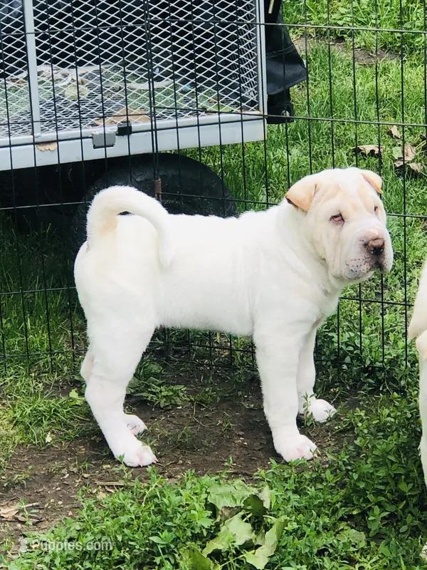    Hunk – Chinese Shar-Pei puppy for sale in Mounds View, MN