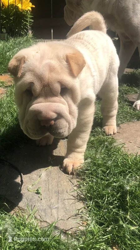 Goblet-sweet pea – Chinese Shar-Pei puppy for sale in Mounds View, MN