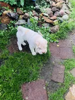 Cowboy , a male Chinese Shar-Pei for sale in Mounds View, MN – 8 of 10