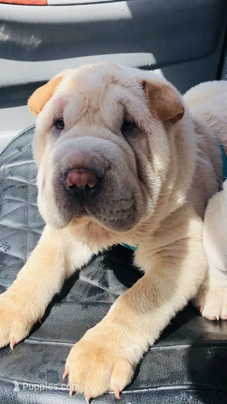 Q-pea  – Chinese Shar-Pei puppy for sale in Mounds View, MN