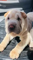 Q-pea , a female Chinese Shar-Pei for sale in Mounds View, MN – 1 of 10
