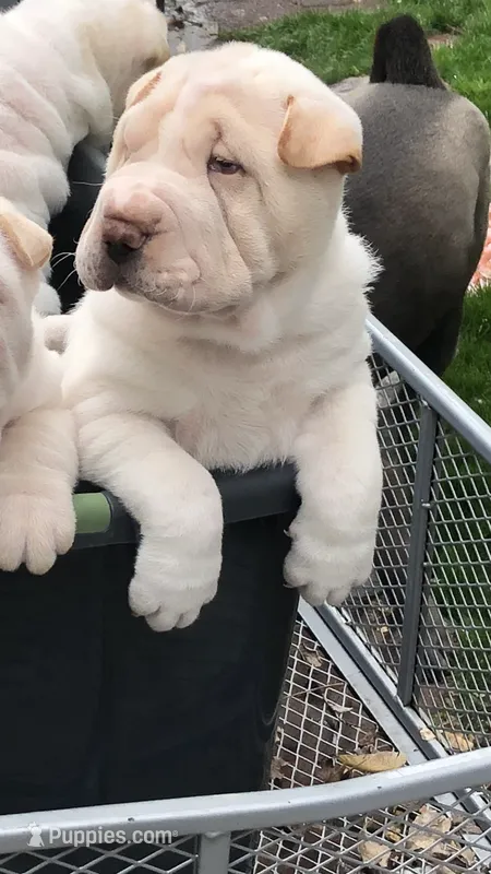    Hunk-Bulwinkle – Chinese Shar-Pei puppy for sale in Mounds View, MN