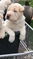    Hunk-polar bear, a male Chinese Shar-Pei for sale in Mounds View, MN – 3 of 9