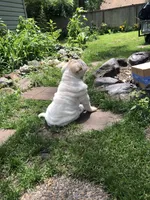 Tad-pole, a male Chinese Shar-Pei for sale in Mounds View, MN – 8 of 10