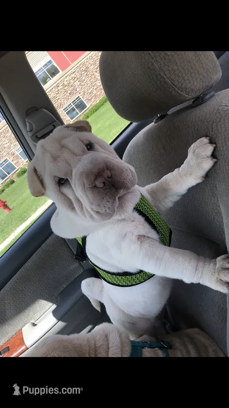 Moses – Chinese Shar-Pei puppy for sale in Mounds View, MN
