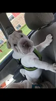 Moses, a male Chinese Shar-Pei for sale in Mounds View, MN – 4 of 10