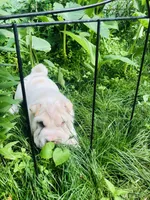 Cowboy , a male Chinese Shar-Pei for sale in Mounds View, MN – 9 of 10