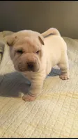 Tad, a male Chinese Shar-Pei for sale in Mounds View, MN – 5 of 10