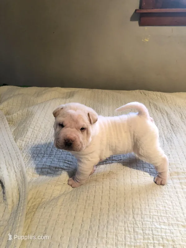 Tad – Chinese Shar-Pei puppy for sale in Mounds View, MN