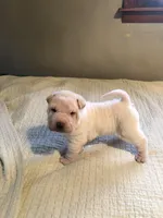 Tad, a male Chinese Shar-Pei for sale in Mounds View, MN – 1 of 10