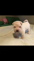 Tad, a male Chinese Shar-Pei for sale in Mounds View, MN – 4 of 10