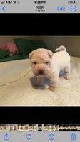 Tad, a male Chinese Shar-Pei for sale in Mounds View, MN – 10 of 10