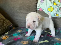 Tad, a male Chinese Shar-Pei for sale in Mounds View, MN – 9 of 10