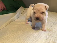 Tad, a male Chinese Shar-Pei for sale in Mounds View, MN – 6 of 10