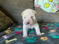 Tad, a male Chinese Shar-Pei for sale in Mounds View, MN – 7 of 10