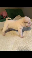 Tad, a male Chinese Shar-Pei for sale in Mounds View, MN – 3 of 10