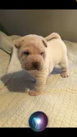 Tad, a male Chinese Shar-Pei for sale in Mounds View, MN – 2 of 10