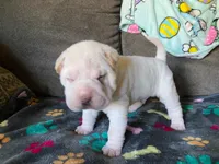 Tad, a male Chinese Shar-Pei for sale in Mounds View, MN – 8 of 10