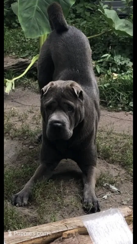 Papa – Chinese Shar-Pei puppy for sale in Mounds View, MN