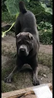Papa, a male Chinese Shar-Pei for sale in Mounds View, MN – 1 of 3