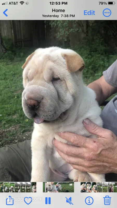 Goblet-sweet pea – Chinese Shar-Pei puppy for sale in Mounds View, MN