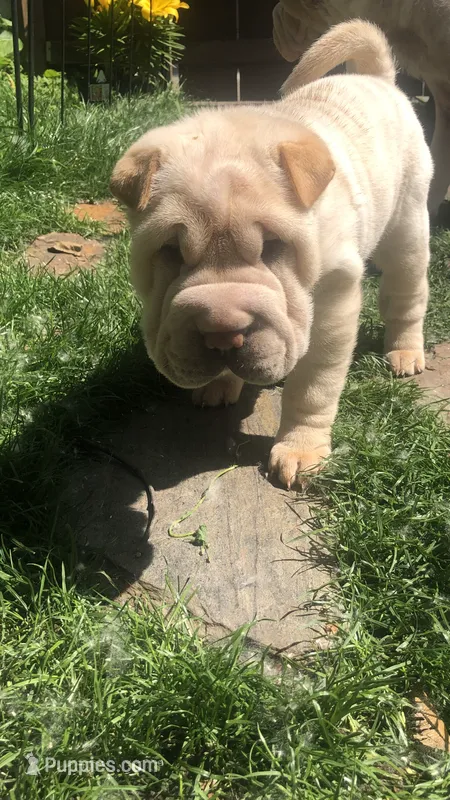 Q-pea doll – Chinese Shar-Pei puppy for sale in Mounds View, MN