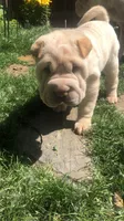 Q-pea doll, a female Chinese Shar-Pei for sale in Mounds View, MN – 6 of 10