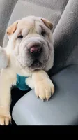 Q-pea doll, a female Chinese Shar-Pei for sale in Mounds View, MN – 7 of 10