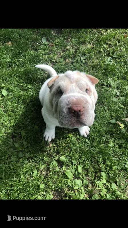 Cowboy  – Chinese Shar-Pei puppy for sale in Mounds View, MN