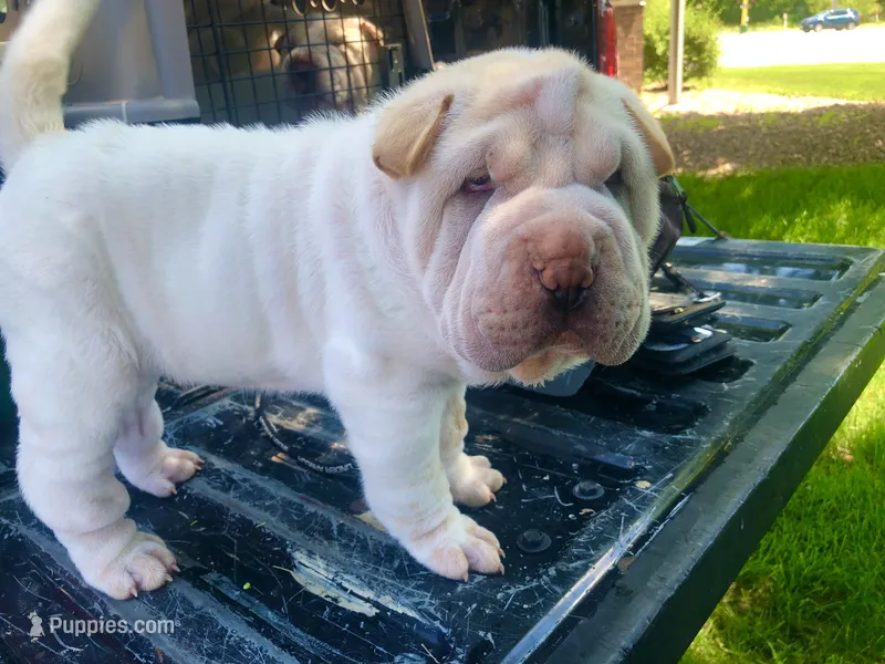 Tad-pole – Chinese Shar-Pei puppy for sale in Mounds View, MN